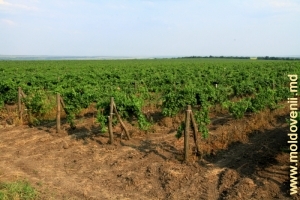 Тараклийские виноградники