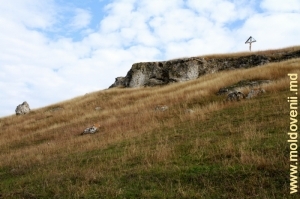 Masivul de toltre sus de rîu în satul Camenca, Glodeni