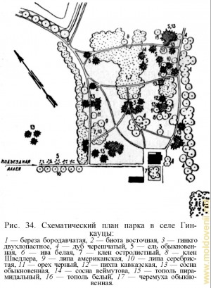 Planul parcului Hincăuţi (din cartea lui P. Leontiev „Parcurile Moldovei”)