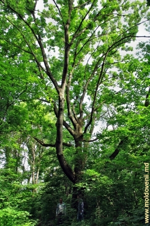Самые старые и большие деревья парка