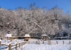 Pădurea din apropierea satului Bahmut, Călăraşi – iarna.