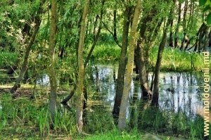 Затопленная Раковцом роща в селе Мэркэуць, Бричень