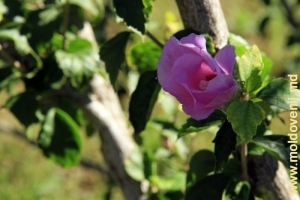 Trandafirii vestiţi ai Grădinii Botanice de la Tiraspol