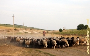 Ciobanul cu turma de oi