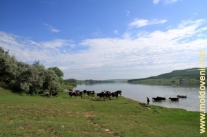 Pe malul lacului, lîngă satul Cneazevca