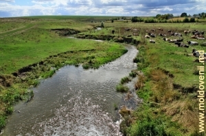 Река Чухур и его долина в селе Столничень, Единец
