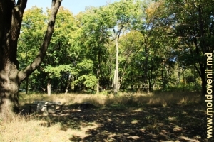 Loc de odihnă la poalele stejarului gigantic din parcul Mileşti