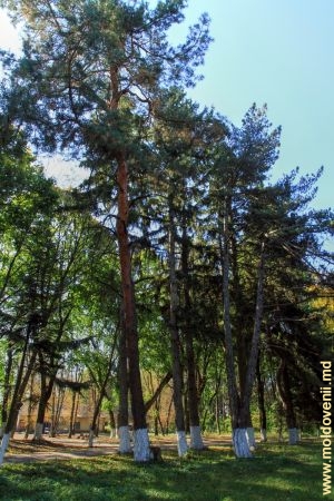 Rîndul de pini de-a lungul poienei centrale a parcului