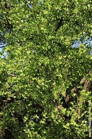 Coroana copacului Ginkgo Biloba din parcul de la Mileşti