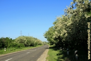 Дорога в Фэлештском районе