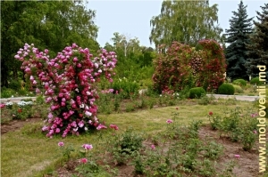 Rozariul Grădinii Botanice de la Tiraspol