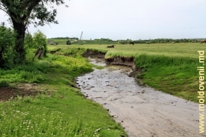 Ручей, образуемый источниками, впадающий в реку Кайнары