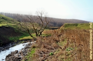 Река Кушмирка у села Лелина, на заднем плане видна промоина в дамбе бывшего водохранилища