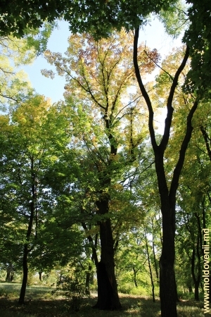 Copaci din parcul Mileşti