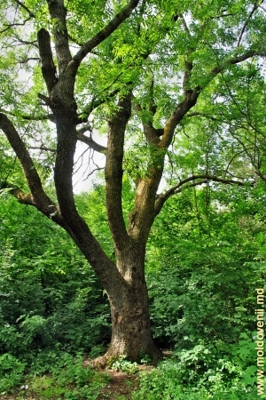 Cei mai bătrîni şi mari copaci ai parcului