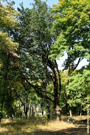 Stejar gigantic în parcul Mileşti