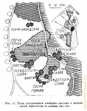 Planul masivului de conifere de la nordul parcului (din cartea lui P. Leontiev „Parcurile Moldovei”)