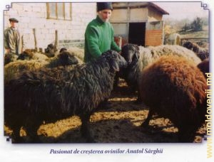 Pasionat de creșterea ovinilor Anatol Sîrghii