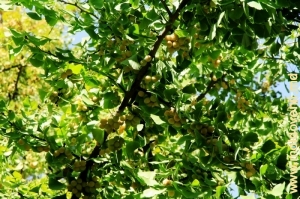 Coroana şi fructele copacului Ginkgo Biloba din parcul de la Mileşti