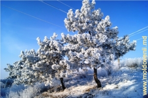 Copaci acoperiți cu zăpadă