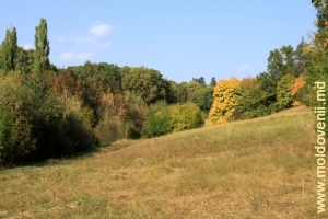 Склон и аллея в нижней части парка Цауль