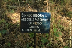 Ginkgo Biloba, China de Est