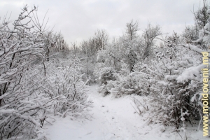 Iarna în parcul Rişcani, Chisinău, 2012