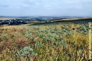 Лавандовое поле над долиной Каменки у села Кукуеций Ной, Рышкань