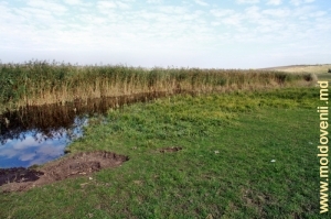 Плавни и часть спущенного водохранилища между селами Кукуеций Ной и Каменка