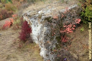 Живописная скала на склоне, обрамленная кустарником