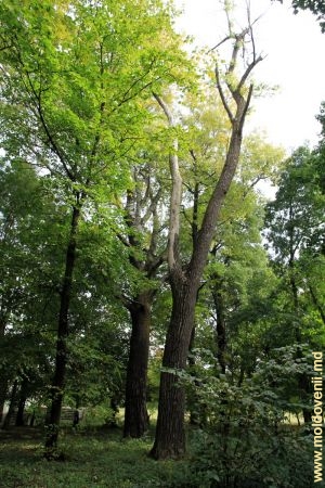 Arborii parcului