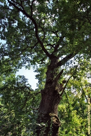 Stejarii gigantici de la marginea şi din adîncul parcului