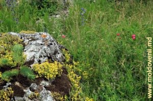 Bolovanul de toltre şi vegetaţia abundentă de la fundul Defileului Văratic