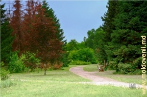 Grupurile de copaci de la marginea parcului