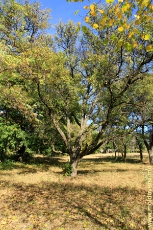 Copac exotic din parcul Mileşti