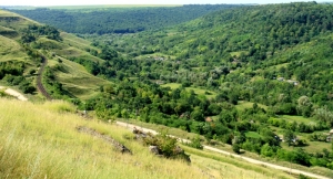 Pădurea din valea rîului Coşărău, Naslavcea, Ocniţa