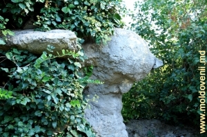În curtea casei lui D. Ch. Rodin din satul Cioburciu (Ciobruci) 