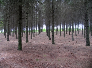 Pădurea de pini