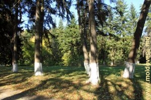 Un grup de copaci de pe poiana centrală a parcului 