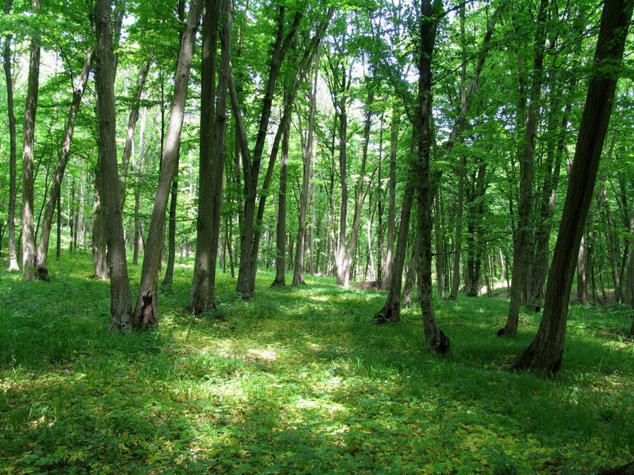 Буковый лес в заповеднике "Плаюл фагулуй", Рэдень, Унгень