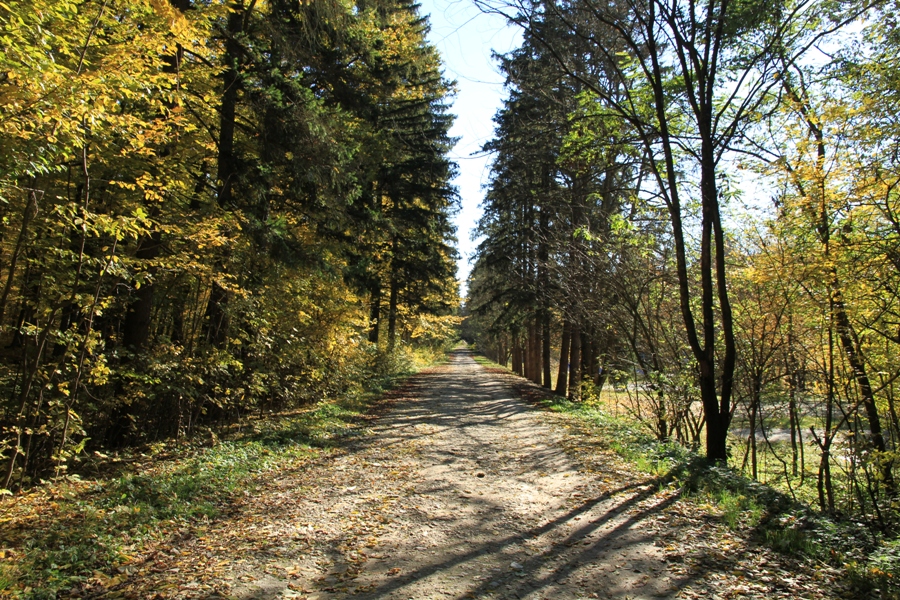 Woods near the village Sadova, Center Moldova