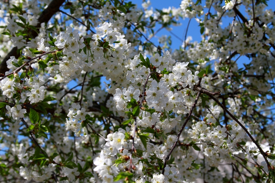 Cherry in bloom at the monastery Hirova, Orhei