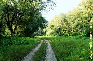 Дорога в пойменном лесу над Прутом у Леова