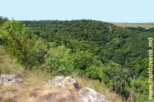 Толтры, поросшие лесом, в заповеднике Фетешть