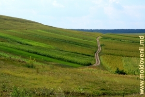Drumul prin cîmpii spre satul Caracuşenii Vechi, Briceni