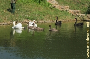 Лебеди с потомством на пруду