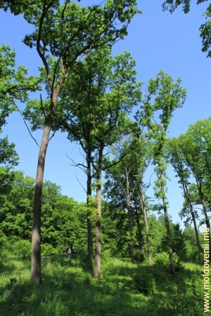 Stejari giganţi în pădurea din apropierea de satul Tabăra, Orhei
