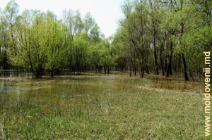 Revărsarea apelor în pădurea inundabilă de pe malul Prutului din apropierea satului Bădragii Vechi, Edineţ, aprilie 2013