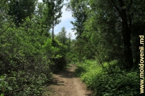 Pădurea de pe malul Prutului în apropiere de Leuşeni, Hînceşti