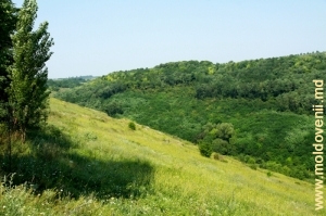 Defileul de lîngă satul Arioneşti, Donduşeni